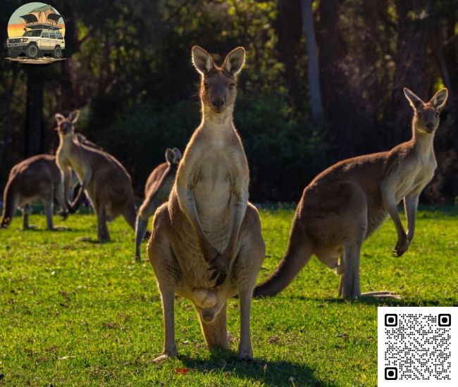 Perth to Exmouth Road Trip by Camper